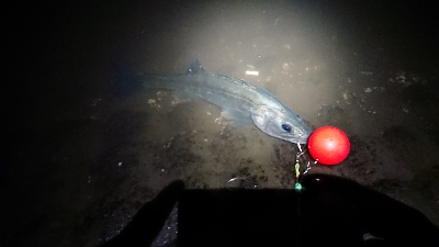 久しぶりのやつ