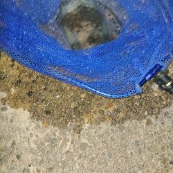 コロナ解除アオリイカ