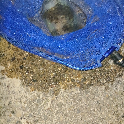 コロナ解除アオリイカ