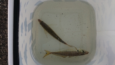 久々のアジング