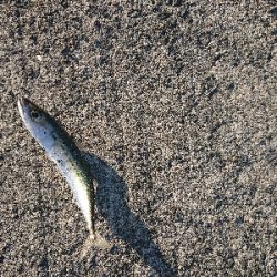 ささっとアジ調査