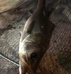 本日活性高し！