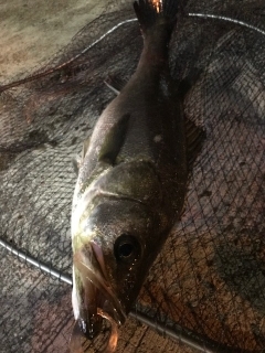 本日活性高し！