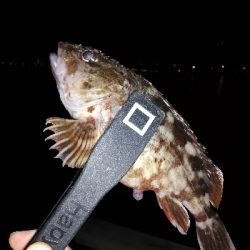 コスモ　ガシリング