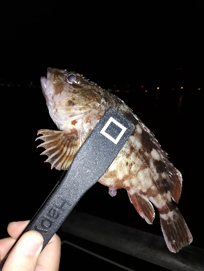 コスモ　ガシリング