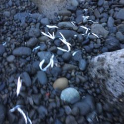 シーバスはサーフです。