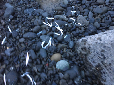 シーバスはサーフです。