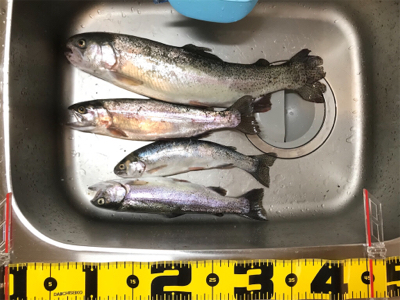 久しぶりの管理釣り場