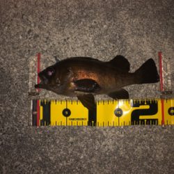 メバリング春爆!