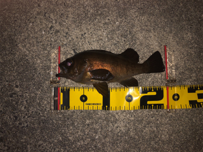 メバリング春爆!