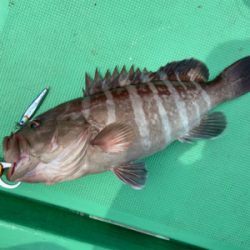 ジギング&LJで高級魚五目達成！