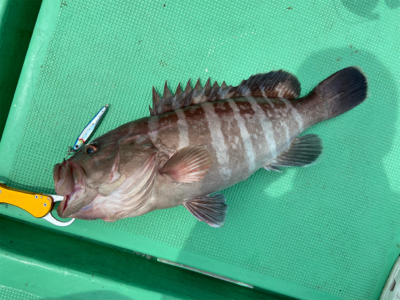 ジギング&LJで高級魚五目達成！