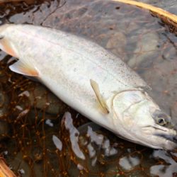 ミノーイングの練習