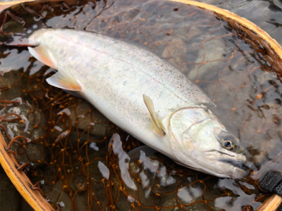 ミノーイングの練習