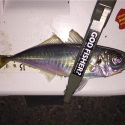 深夜 １人アジング