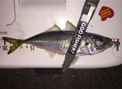 深夜 １人アジング