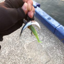 岸壁シーバス釣行