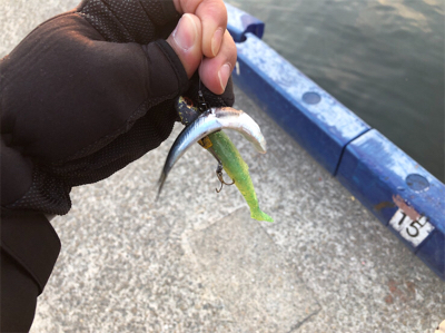 岸壁シーバス釣行