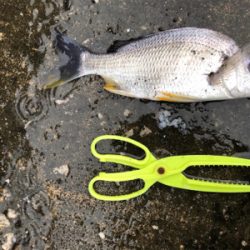 雨のチニング 新調リールにて