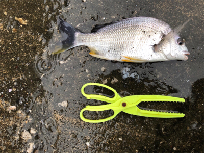 雨のチニング 新調リールにて