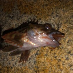 テキサスでロックフィッシュ！