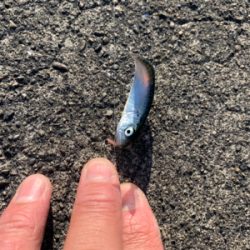 サビキでいろいろ