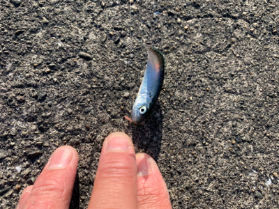 サビキでいろいろ