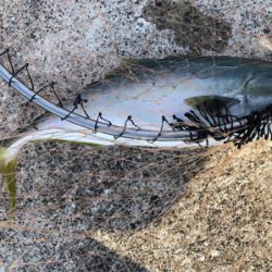 諦めかけた瞬間ハマチ