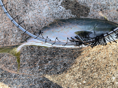 諦めかけた瞬間ハマチ