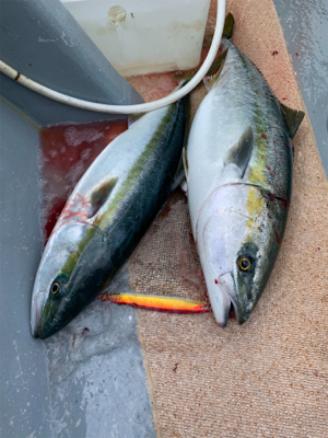 経ヶ岬沖にてジギング