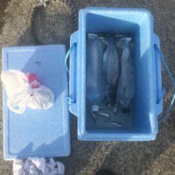 ハネと小鯖いっぱい^_^