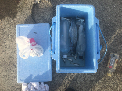 ハネと小鯖いっぱい^_^