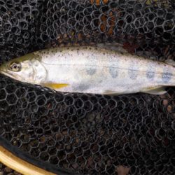 アマゴandウグイ