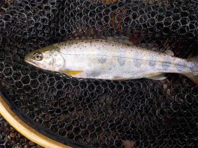 アマゴandウグイ