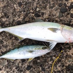 回遊に巡り合えれば。