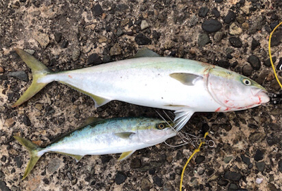 回遊に巡り合えれば。