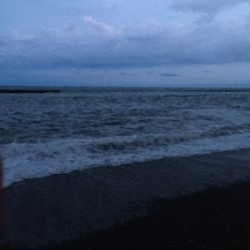 ニベが釣れました。