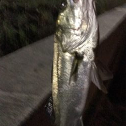 シーバス釣行 1