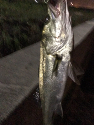 シーバス釣行 1