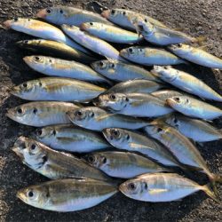 朝マズメアジング