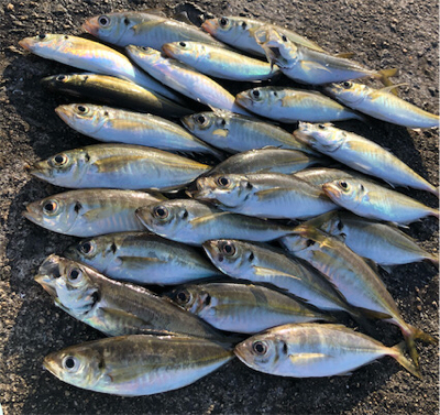 朝マズメアジング