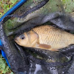 野池　ギンブナ？　鯉だったらごめんなさい