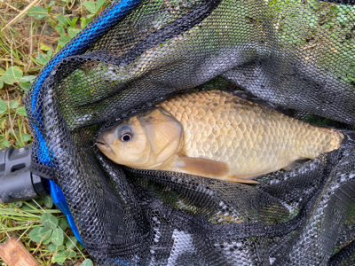 野池　ギンブナ？　鯉だったらごめんなさい