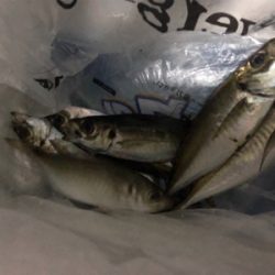 アジ釣り