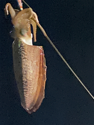 アオリイカを求めて。