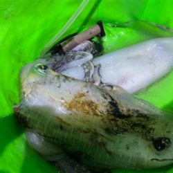 春イカ　アオリイカ