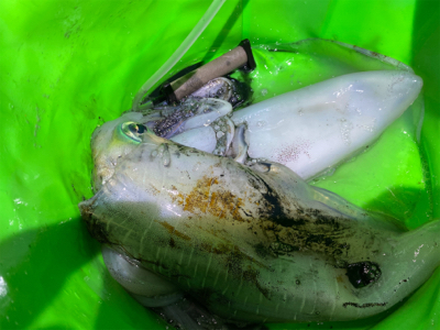 春イカ　アオリイカ