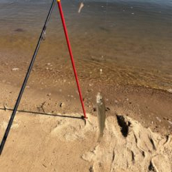 シロギスライトゲーム