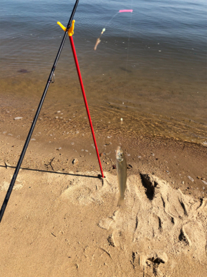 シロギスライトゲーム