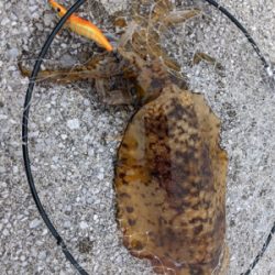 完璧条件下でのエギング